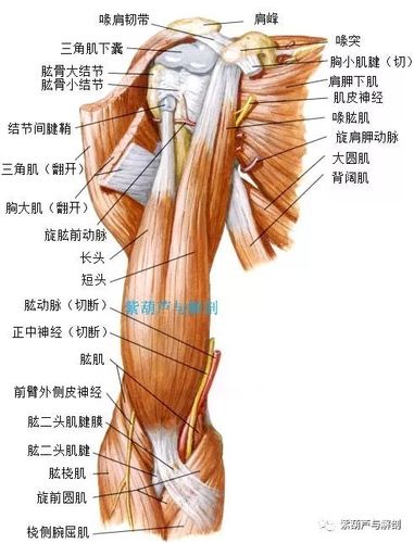 解剖臂部肌肉解剖