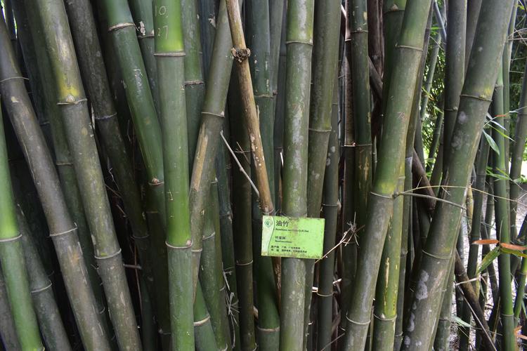 bambusa lapidea