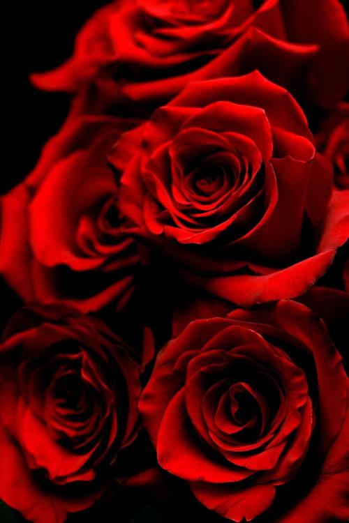 有没有让你心动的红玫瑰壁纸?