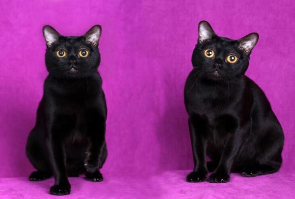 孟买出售黑猫小黑黑豹活体金黄眼睛黑色纯种宠物训练
