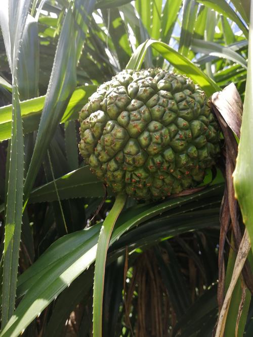 冲绳马路上到处可见的长在树上的野菠萝.