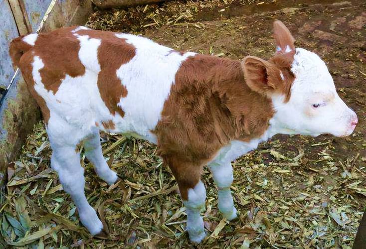 新生牛犊不吃奶都是什么原因?看完就懂了_舌头_麻木_母牛