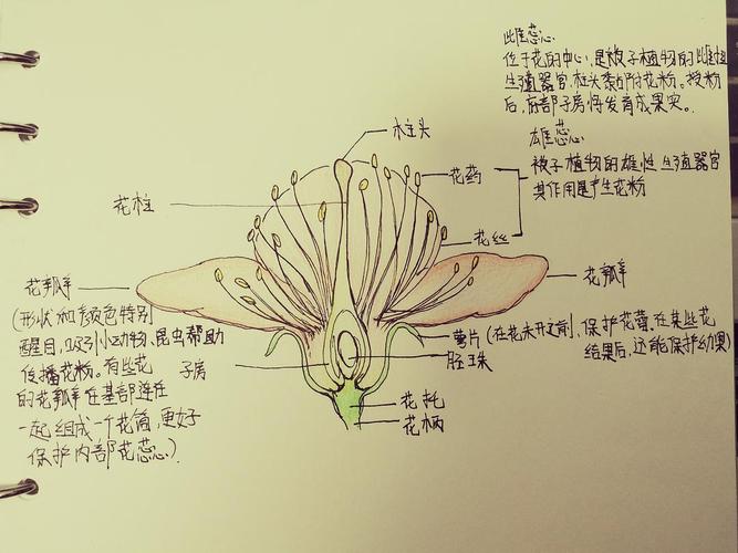 花的结构解剖图