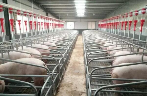临渭区民政局包联龙泉寺村养猪场首批650头生猪成功出栏