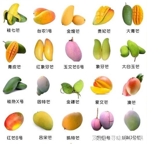 广西芒果的品种1,金煌芒出了名的果实硕大,单果重量可达到1000-1500克
