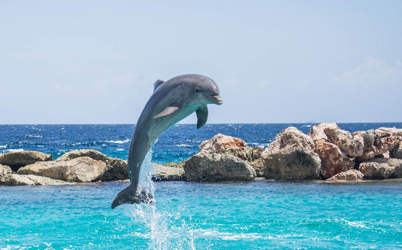可爱的海豚图片哺乳动物海豚