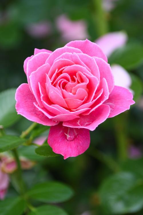 娇美的粉色玫瑰花图片第14张