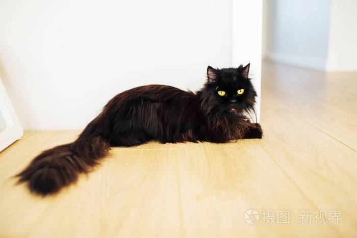 可爱的毛茸茸的黑猫躺在房间的地板上