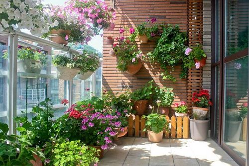 阳台面积小?9种"垂吊"植物,打造"立体"小花园