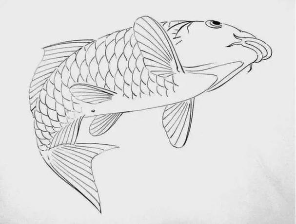 白描线稿各种鱼的画法