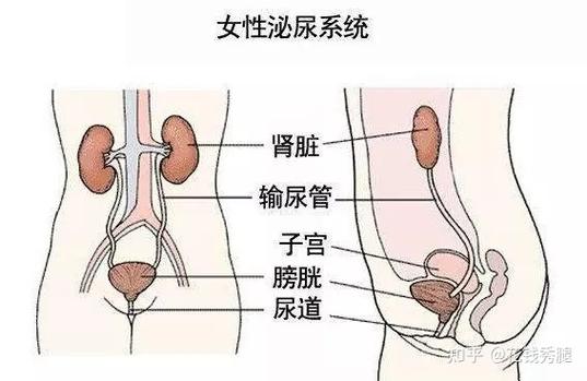 女生排尿解剖结构