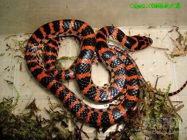 红斑蛇(动物)红斑蛇中文学名赤链蛇,属于中型蛇类,无毒蛇.