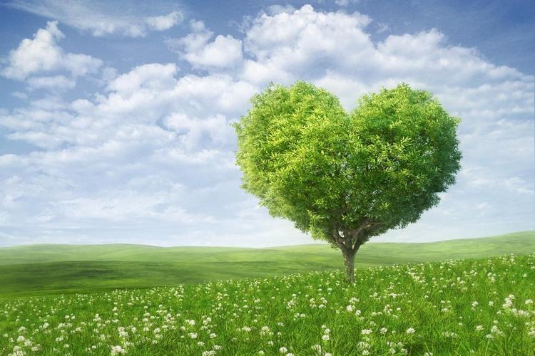 浪漫绿色的田野心形树唯美爱情风景高清壁纸