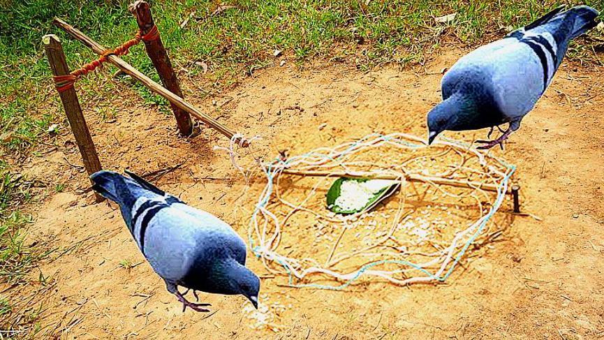 农村小朋友在野外用木棍和绳套做陷阱捉到这样一只鸟