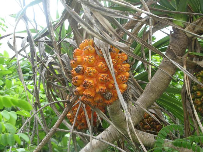 一种热带野果,像菠萝,叫什么名字