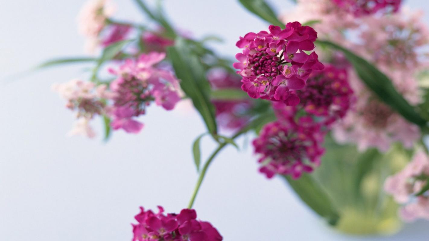 唯美简约小清新花卉植物高清桌面壁纸下载