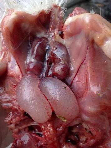 怎么分辨鸡肾和睾丸