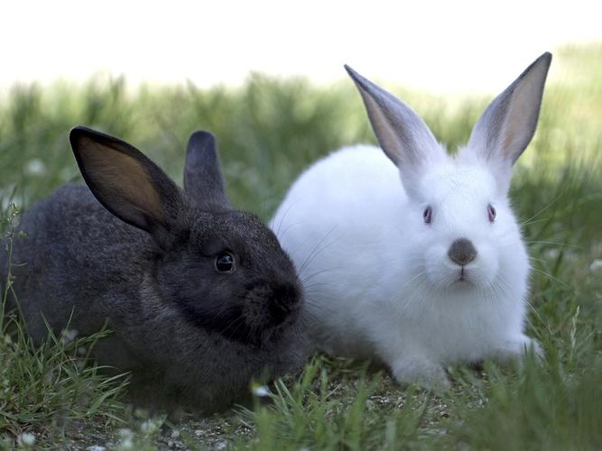 两只兔子,黑色和白色 壁纸 - 1024x768