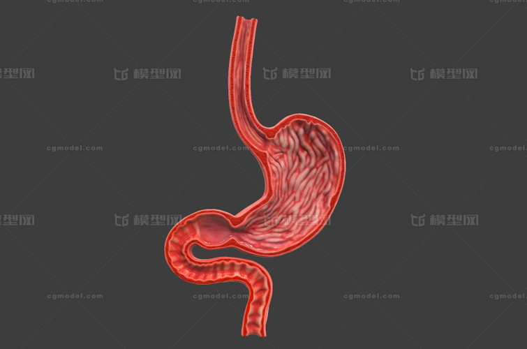 073 pbr次世代 胃 脏器 器官 消化系统 解剖 剖面 人体 器官 医疗