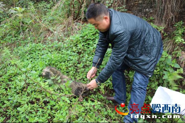 兴义市森林公安局解救放生一只野生花脸獐-亮点黔西南