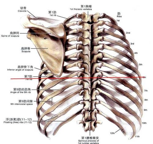 而投射到一个层面上实际与第5胸椎(也就是第5后肋)在一个平面上