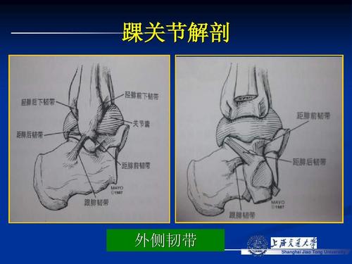 踝关节解剖 外侧韧带 shanghai jiao tong university