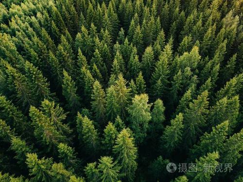 芬兰乡村森林夏季绿树的空中俯视图照片-正版商用图片0