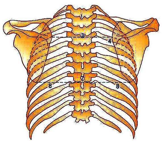 胸椎,颈椎,腰椎,骨棘突定位(图文详解)