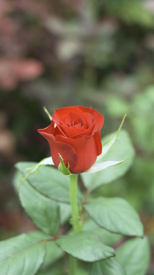 高原红玫瑰花