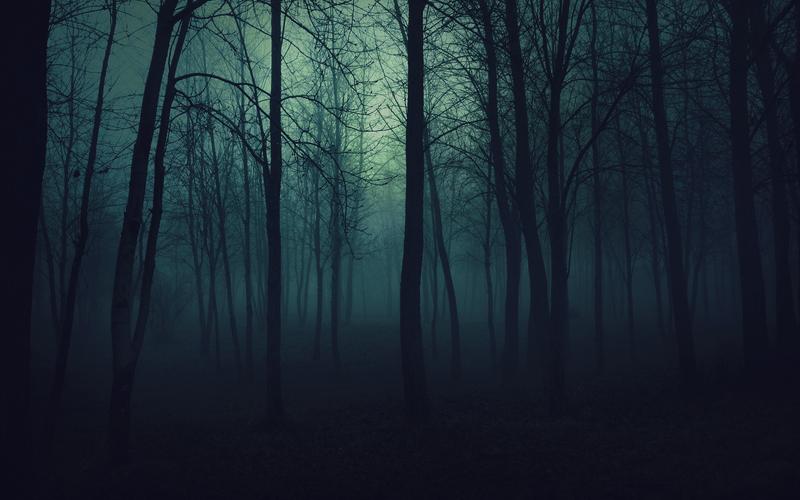 黑暗的森林树雾雾高清壁纸