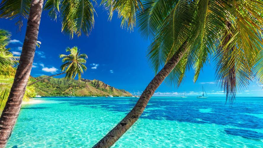 热带天堂夏天大海沙滩棕榈树岛屿4k风景图片