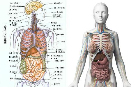 【图】左上腹部是什么器官 注意身体护理很重要