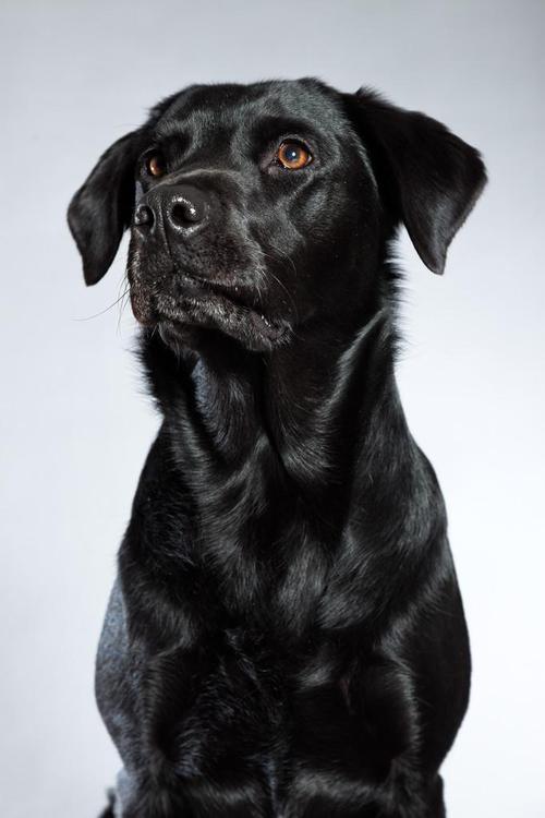 年轻的黑色拉布拉多犬.工作室拍摄.