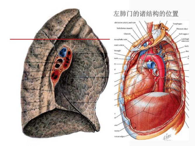 肺门和肺段断层解剖及c资料ppt