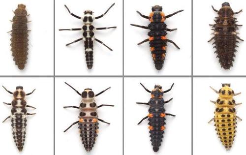 以七星瓢虫为例,仅幼虫时期它便能吃掉600-800只蚜虫,成虫则平均每20.