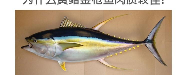 法丽 黄鳍金枪鱼 鲣鱼猫罐 80g