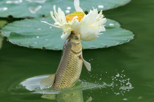 金鳞闪动的鱼儿跃出水面撕下片片花瓣