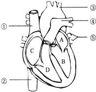 如图是人体心脏结构模式图,请回答有关问题