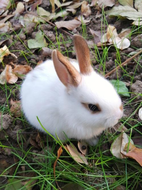 好可爱的兔子