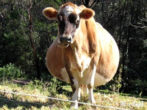 几个简单的方法准确判断母牛是否怀孕