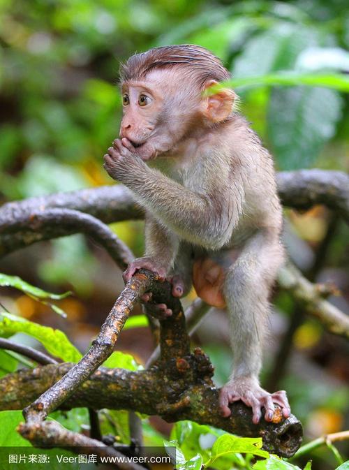 可爱的小猴子在树上玩耍