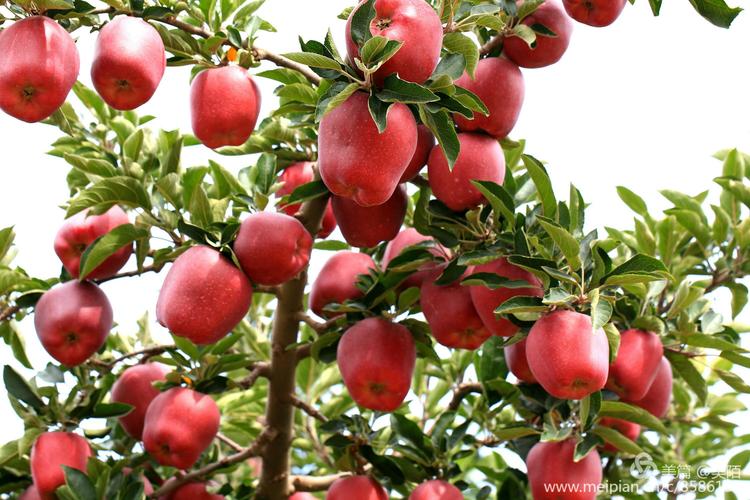 苹果树在这个季节是最美的季节,一个个苹果像大红灯笼高高挂,喜庆