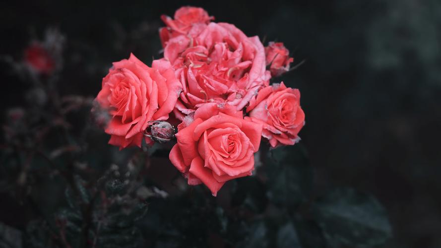 清新唯美的玫瑰花微距摄影高清桌面壁纸