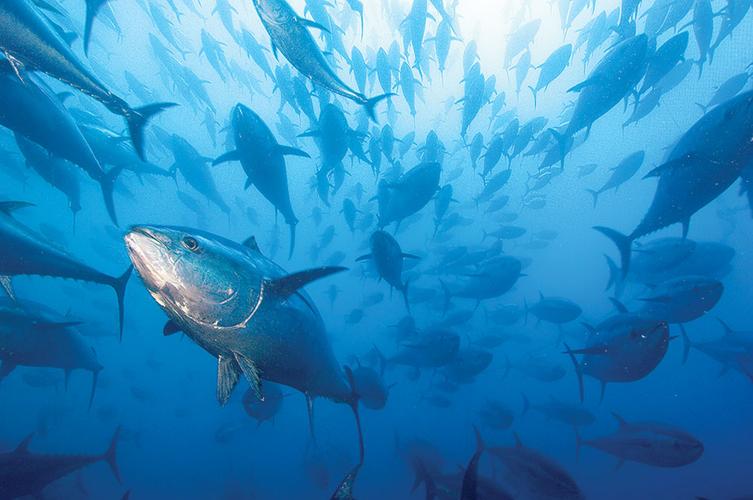 深海金枪鱼多少钱一斤(一条278公斤的金枪鱼) - 价格百科