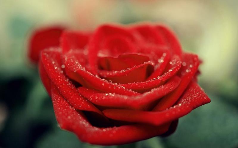 唯美红玫瑰,高清壁纸图片,鲜花背景-回车桌面