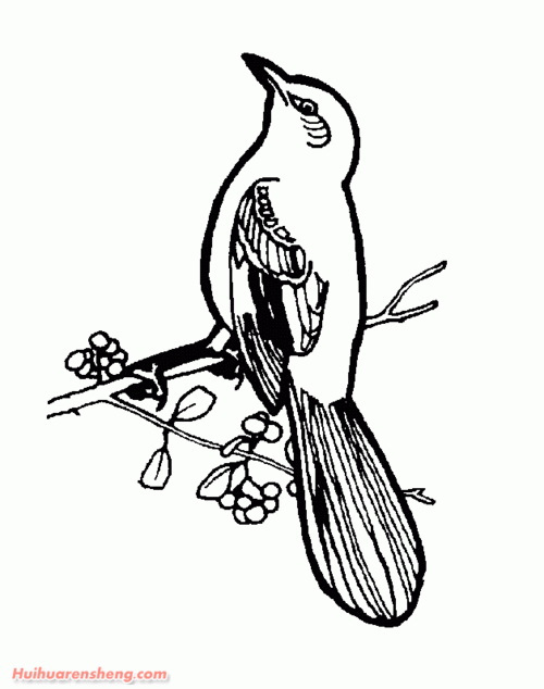 枝头上的花喜鹊简笔画