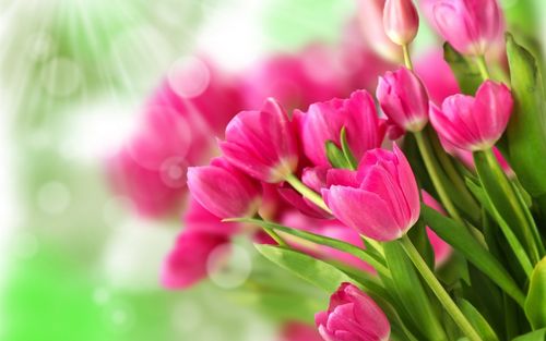 花束粉红色的花朵,郁金香,阳光壁纸,高清图片,壁纸,花卉-桌面城市