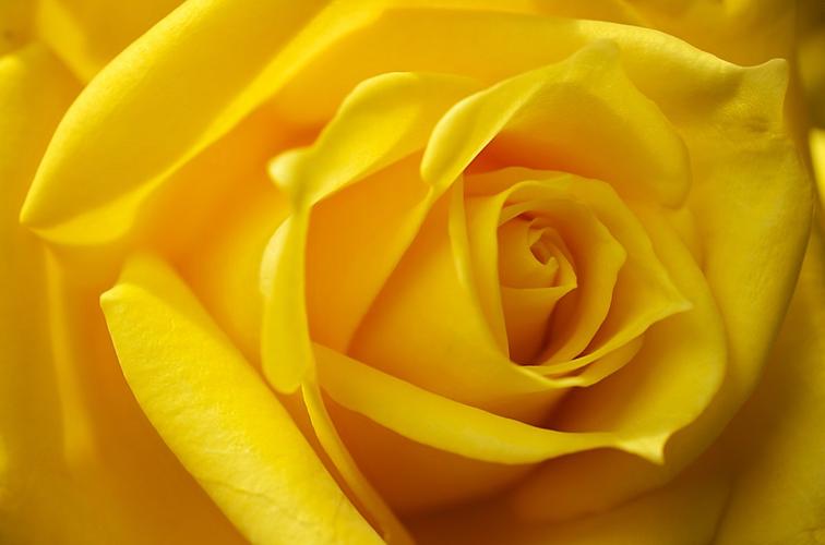 黄玫瑰花4k图片,4k高清风景图片,娟娟壁纸