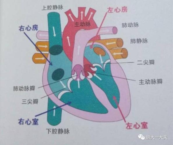心脏由左右心室,左右心房四个腔组成,也就是我们经常说的"两室两厅"
