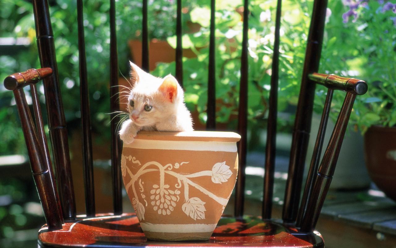 后院里的小可爱萌猫咪电脑壁纸
